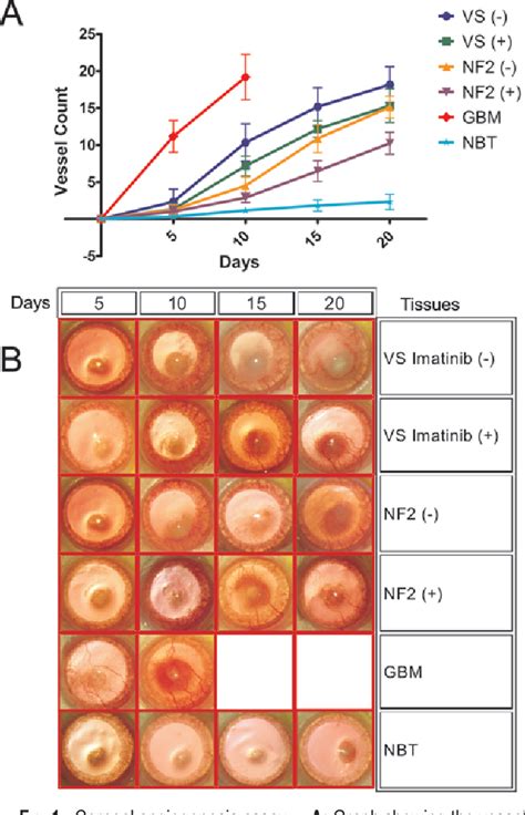 Figure From Assessment Of Antiangiogenic Effect Of Imatinib Mesylate