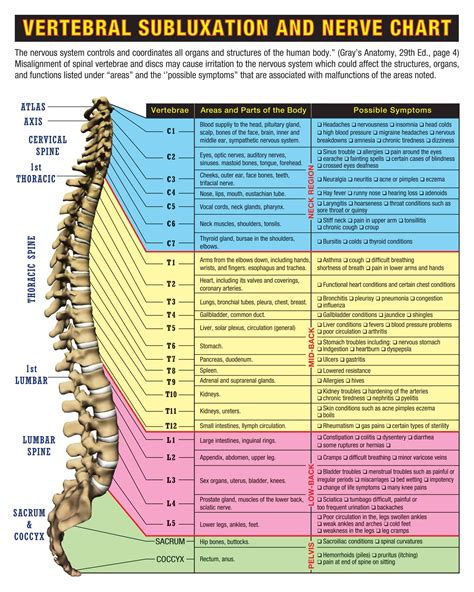 Free Printable Spinal Nerve Charts [Function & Diagram] PDF