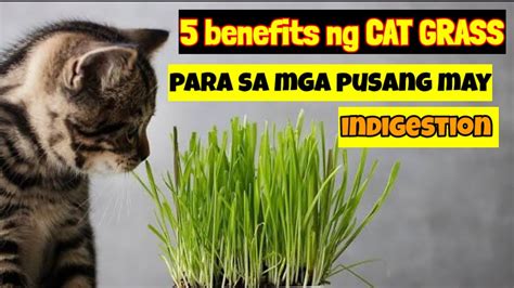 Na Benefits Ng Pagkakaroon Ng Cat Grass Para Sa Iyong Pusa Youtube