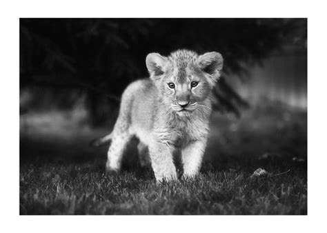 purchase young lion poster  dearsameu