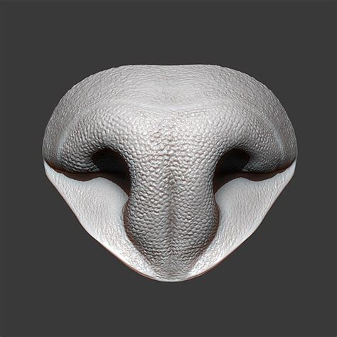 Nose 3d Models For Download Turbosquid