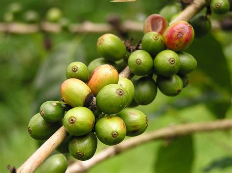 Coffee | Diseases and Pests, Description, Uses, Propagation