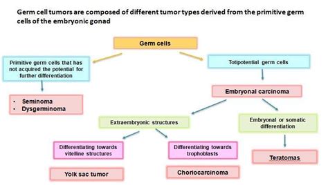 Management Of Germ Cell Tumors A Review Kauvery Hospital