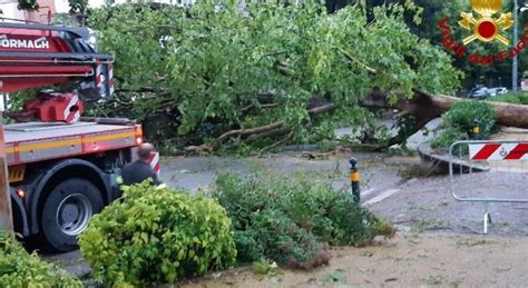 Maltempo In Friuli Caduta Alberi E Strade Bloccate Nordest