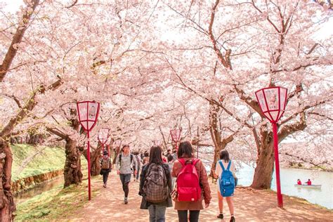 2020年弘前さくらまつり見頃や見所は世界に誇る桜の絶景まとめ PLAYFUL