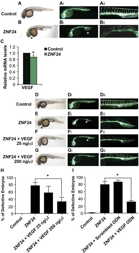 Expression Of ZNF24 Induces Vascular Defects In Zebrafish Embryos Tg