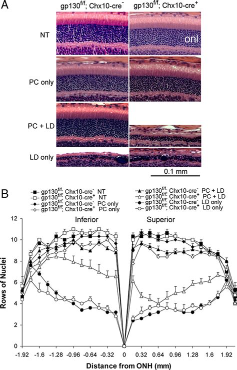 Loss Of Gp130 In Gp130 Ff Chx10 Cre Mice Significantly Impaired