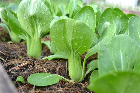 How To Grow Baby Bok Choy Pak Choi Sara S Kitchen Garden