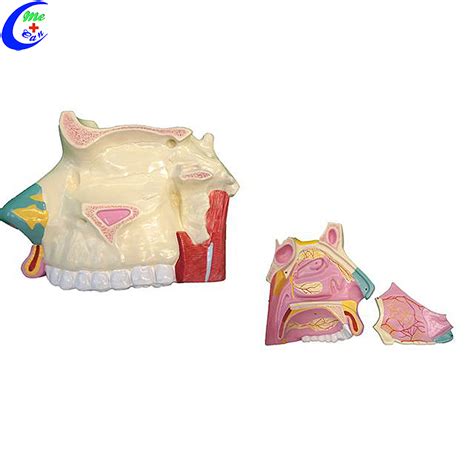 High Quality Medical Nasal Cavity Anatomy Education Model Wholesale