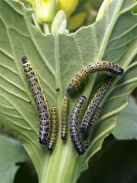 Cabbage white butterfly caterpillars - Stock Image - C005/3488 ...