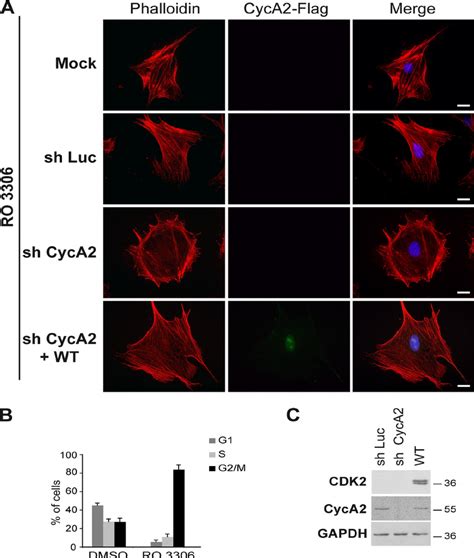 Rearrangement Of Actin Cytoskeleton Upon Cyclin A Depletion Is