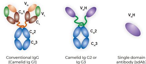 Anti-Camelid VHH Antibody Products | GenScript