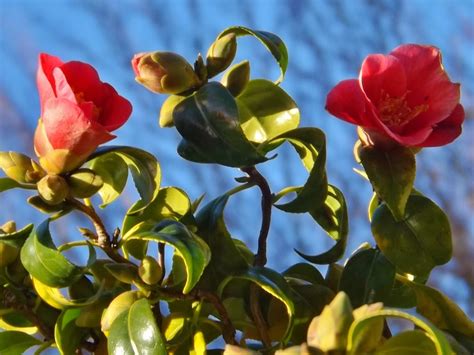 Ruby Flowers