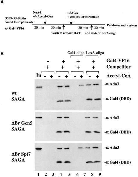 Figure 2 from Function and Selectivity of Bromodomains in Anchoring ...