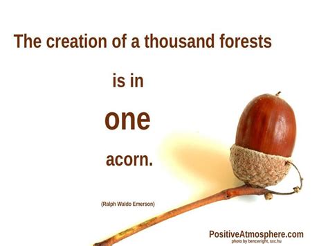 The Creation On A Thousand Forests Is In One Acorn Picture Blog