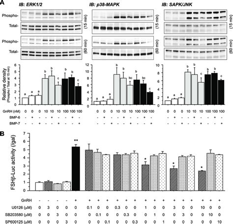 Effects Of Bmps On Gnrh Induced Mapk Pathways In Lbt2 Cells A Cells Download Scientific