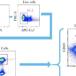 Representative Flow Cytometry Gating Strategy Of A Postvaccination