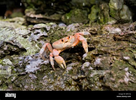 Malpelo Fauna And Flora Sanctuary High Resolution Stock Photography and ...