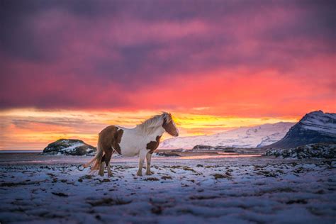 Iceland Horse Wallpapers Top Free Iceland Horse Backgrounds