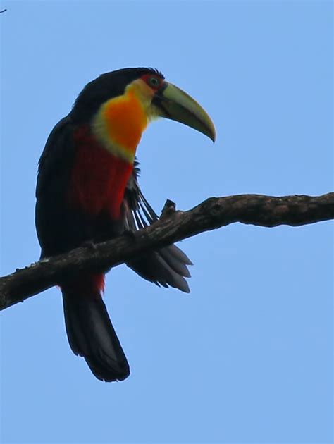 Tucano De Bico Verde Ramphastos Dicolorus Photoaves