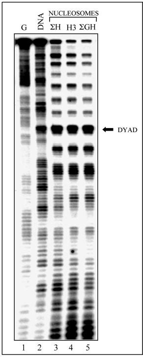 Dnase I Footprinting Of Nucleosomes Reconstituted Either With Intact