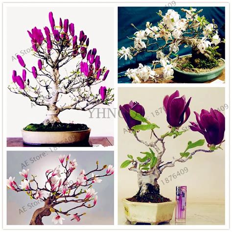 Magnolia Bonsai Rare Potted Flower Tree Flores Home And Garden