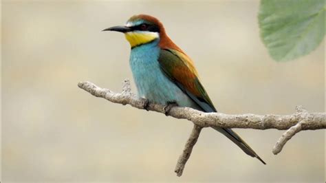 European Bee Eater Sound صوت طائر الوروار Youtube