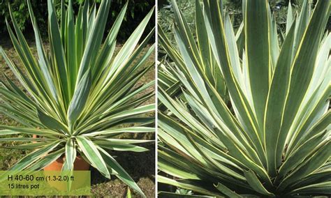 Yucca Gloriosa Variegata Variegated Spanish Dagger Garden Plants Online