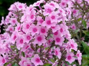 Phlox Paniculata Plantation Exposition Entretien