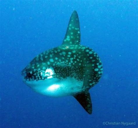 Mola Molas Breach Bunaken Waters Two Fish Divers