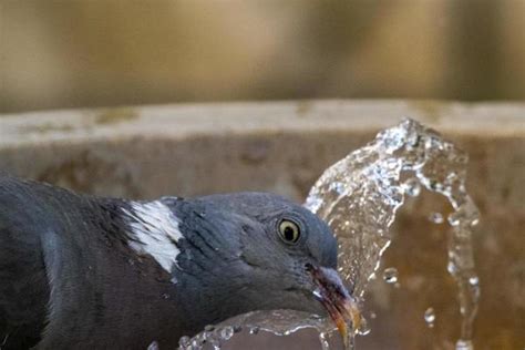 Bird Drinking Water Stock Photos, Images and Backgrounds for Free Download