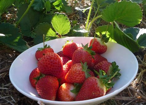 Cara Menyemai Dan Menanam Strawberry Dari Biji Bibitbunga