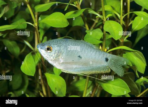 Three Spot Gourami Blue Gourami Trichopodus Trichopterus Trichogaster Trichopterus In Front