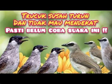 Suara Pikat Burung Trucuk Dan Kutilang Yang Susah Turun YouTube