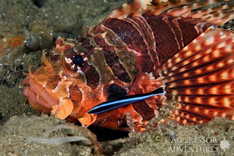 Creature Feature: Red Lionfish - Sea of Change