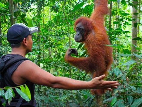 Day Trek Bukit Lawang Sumatra Trekking Sumatra Ecotravel