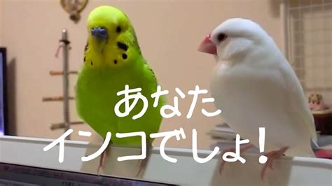 桜文鳥に成りきってるセキセイインコ＆白文鳥 文鳥動画 Youtube