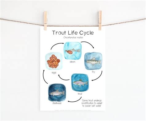 Rainbow Trout Life Cycle | Printable | Fish life cycle, Life cycles ...