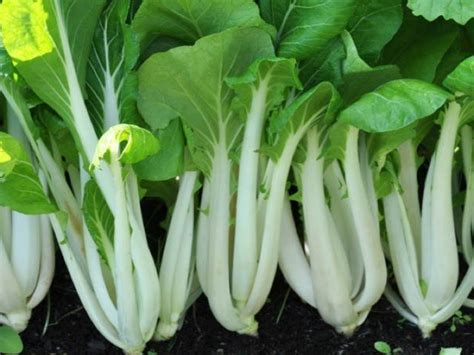 Pak Choi White Stem Chinese Cabbage Seeds Non Gmo Variety Sizes Free