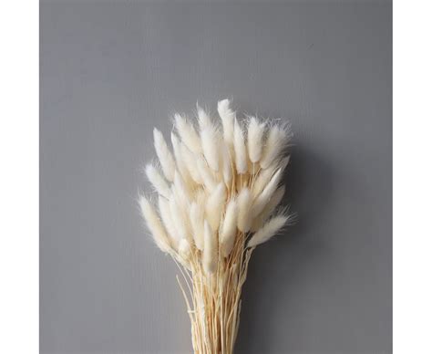 Cooee Design Lagurus Dried Flowers White Sleepo