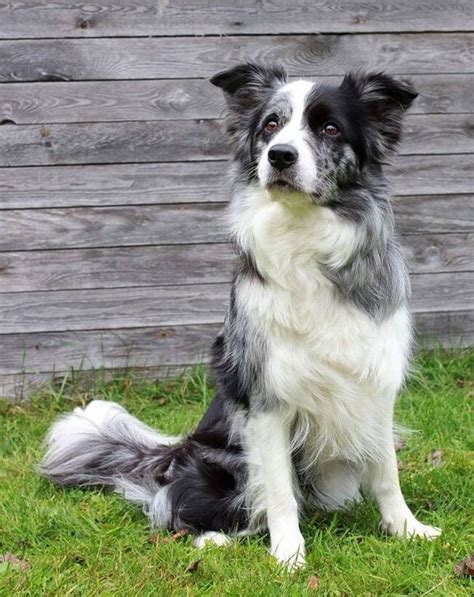 Are Border Collies The Smartest Breed