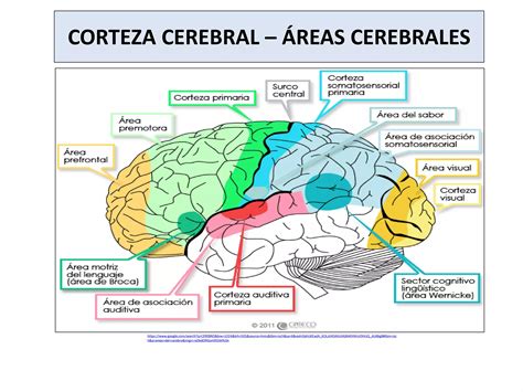 Corteza Cerebral Y M Dula Espinal Ppt