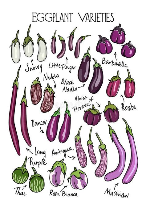 english   eggplant  stephanie goddard blog