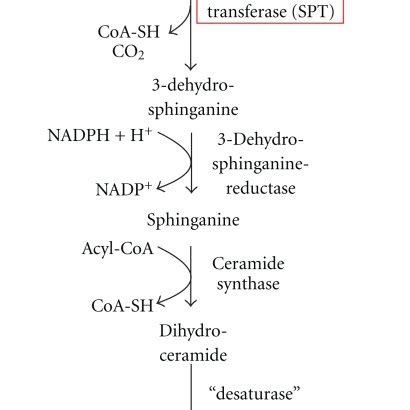 Biosynthetic pathway of sphingolipid de novo synthesis. | Download ...