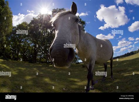 New Forest Horse Hi Res Stock Photography And Images Alamy