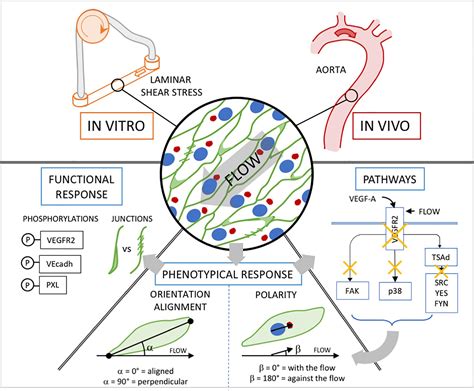 Frontiers Endothelial Cell Orientation And Polarity Are Controlled By