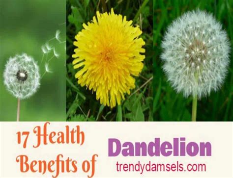 Health Benefits Of Dandelion Trendy Damsels