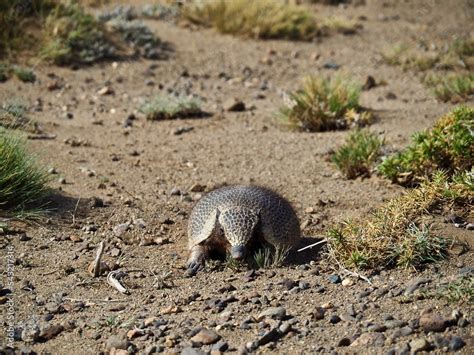 Patagonian Desert Animals