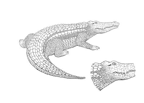 How To Draw A Crocodile With Pen And Ink