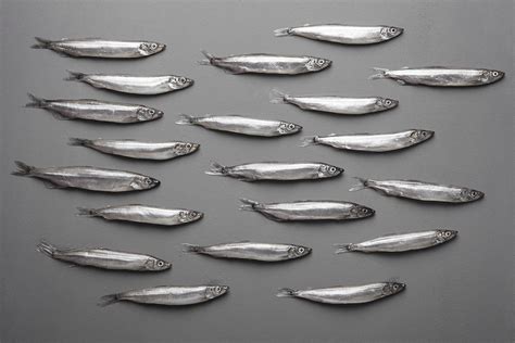 Capelin | Iceland PelagicIceland Pelagic